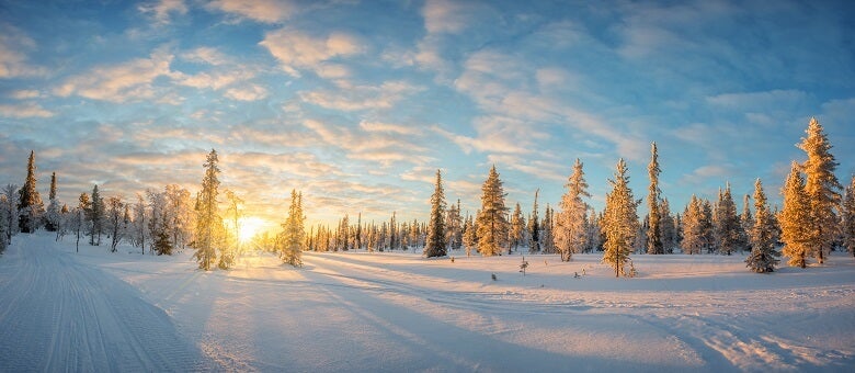 snowy trees in Finland