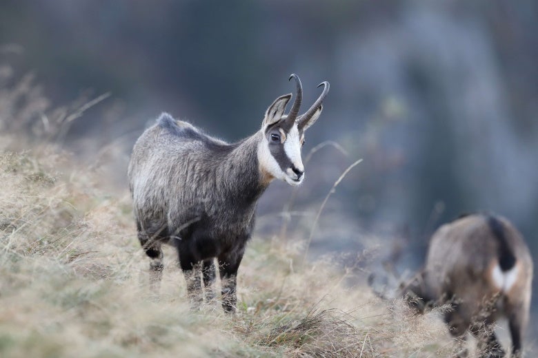 a chamois standing in the Vosges Mountains