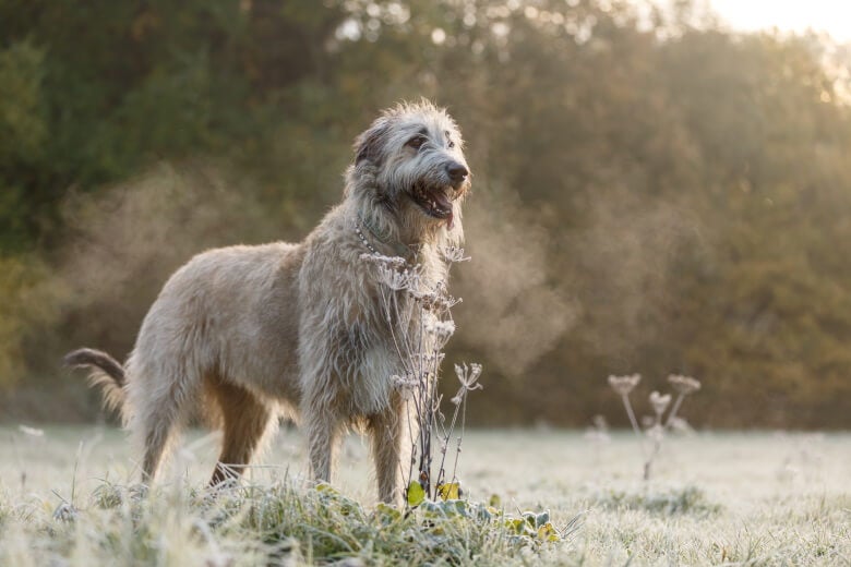 an irish wolfhound