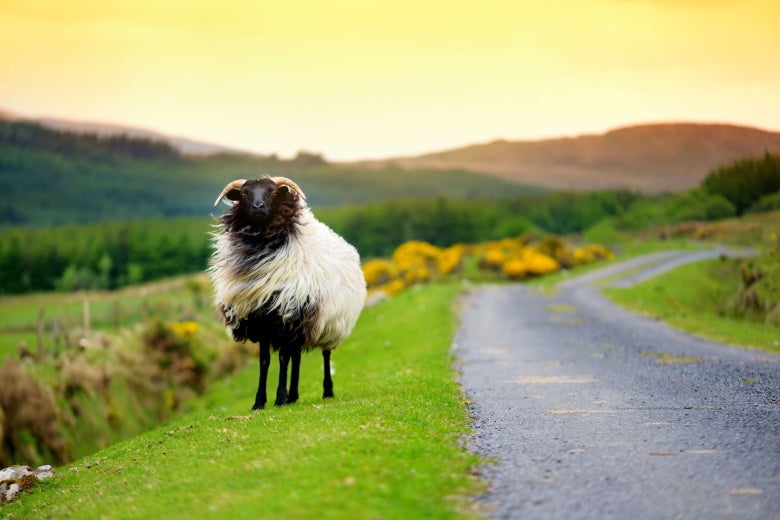 sheep by a road in ireland