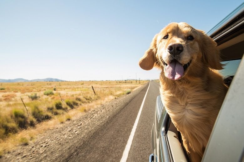 6 Things to Consider when Choosing a Pet Transport Service