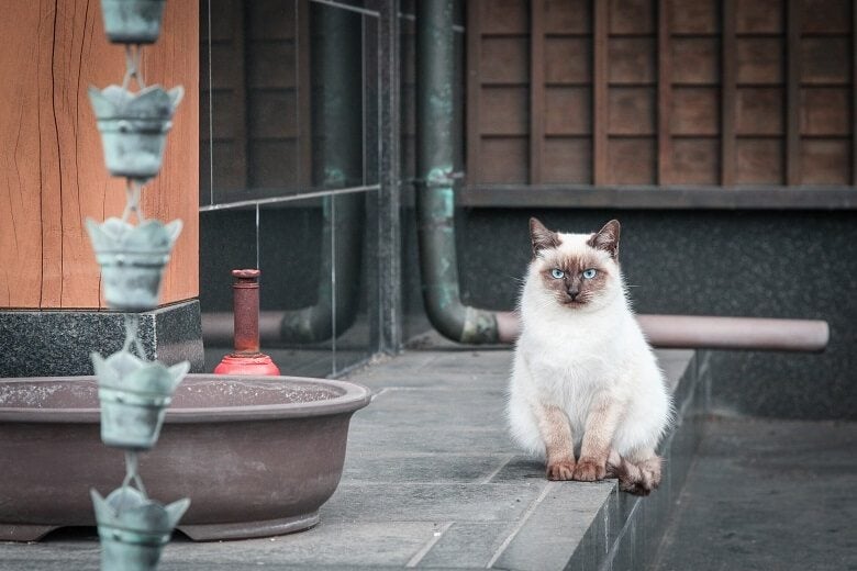 Cat in Japanese temple