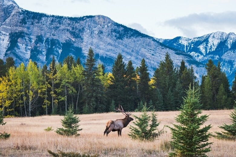 A moose in the woods in Canada