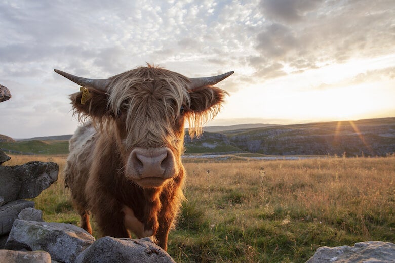 highland cow in the yorkshire dales