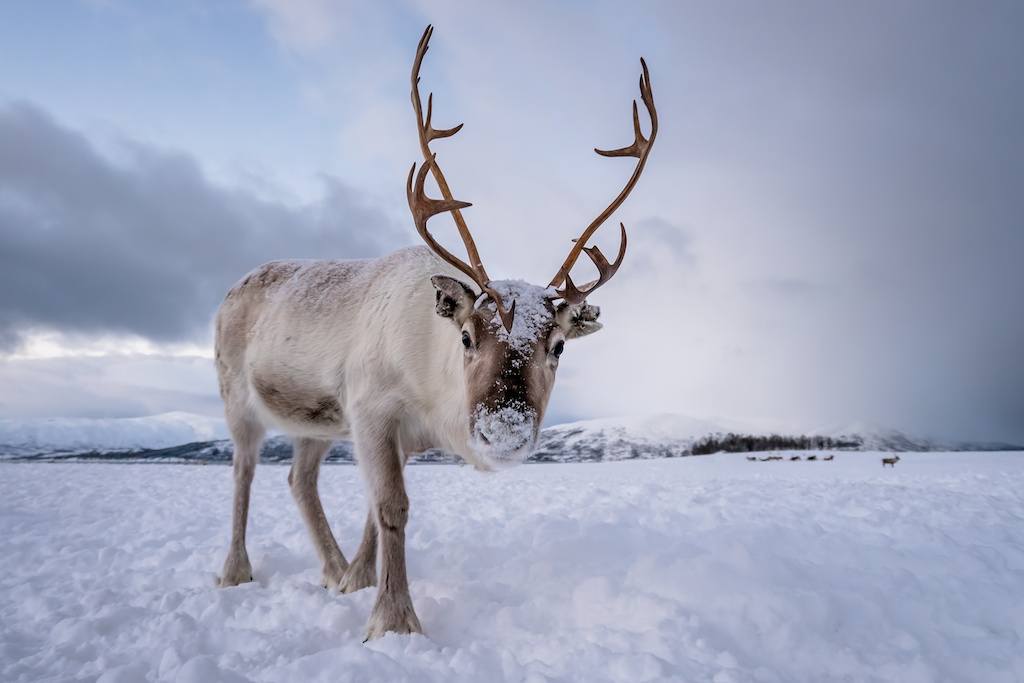 Norway reindeer