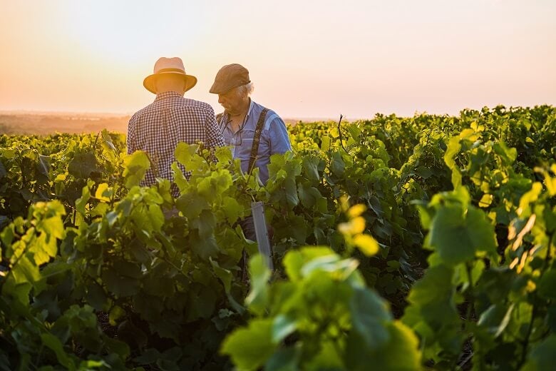 wine growers in french vineyard