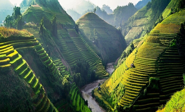 A view of rice fields in Vietnam