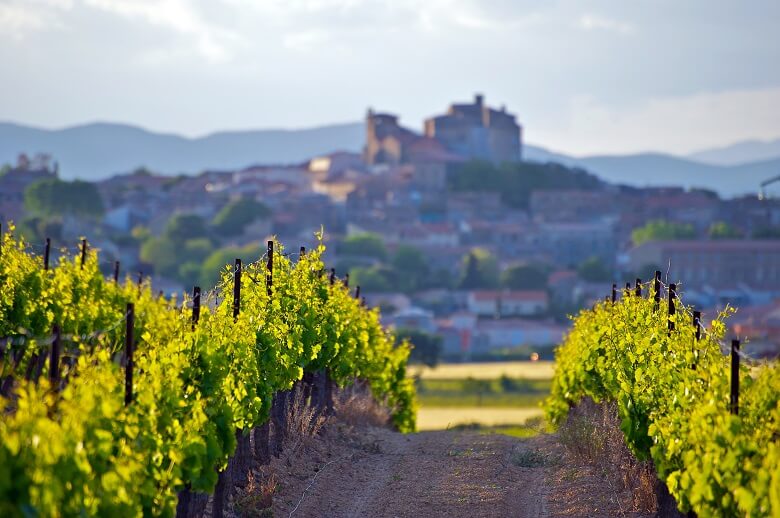 French vineyards in the sun