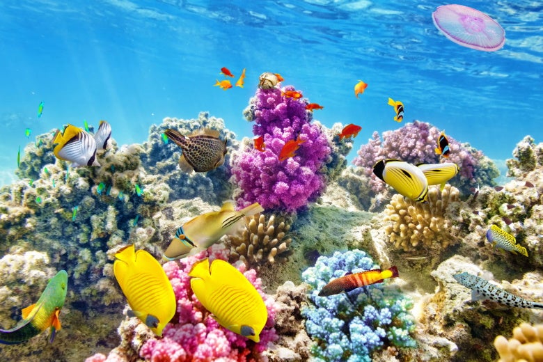 The Great Barrier Reef