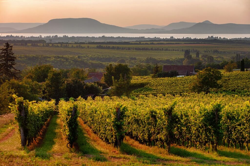 Hungarian vineyards