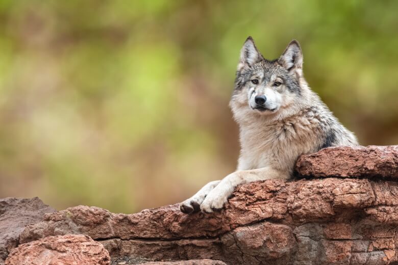 mexican wolf