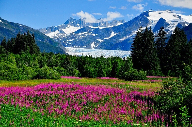 Meadow in Alaska with mountains in background