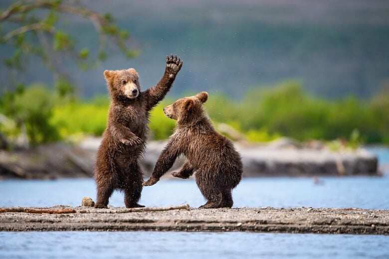 Brown bear cubs playing in Alaska