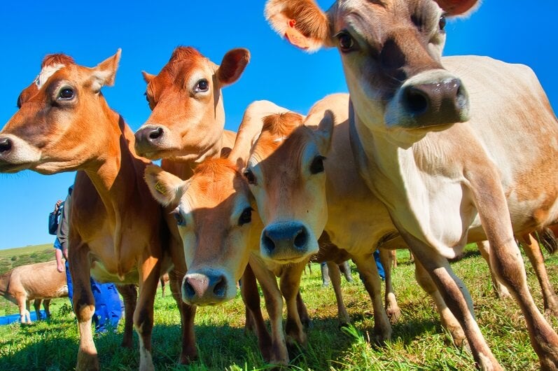 Four brown Jersey cows